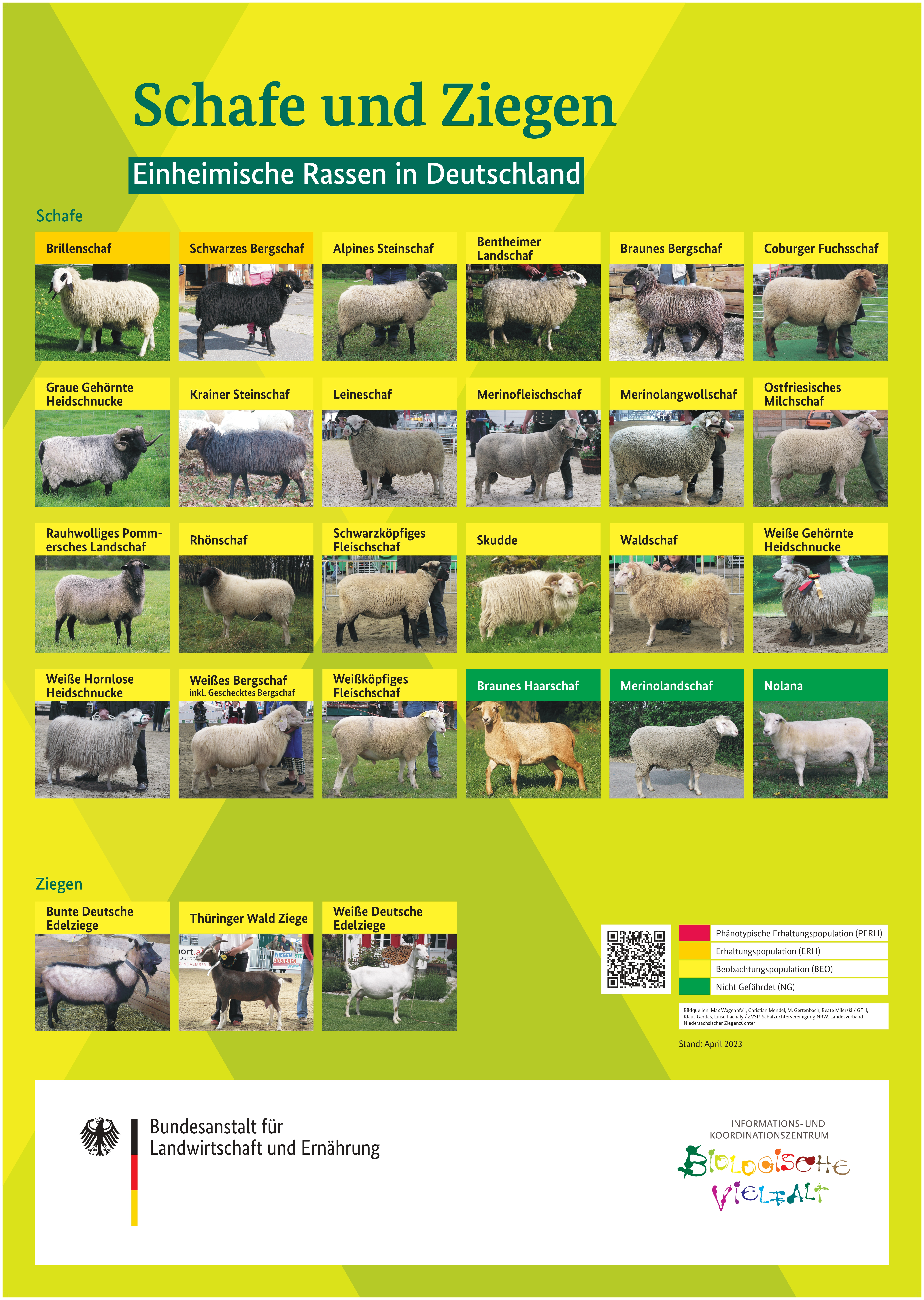 Übersichtsposter einheimischer Schaf- und Ziegenrassen in Deutschland