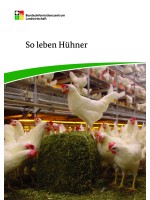 So leben Hühner 