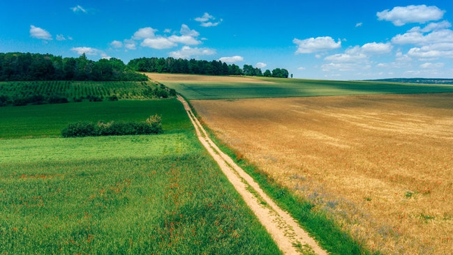 Zwei Felder werden von einem Weg getrennt